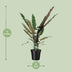 Alocasia Lauterbachiana XL – Tropischer Dschungel-Flair für Ihr Zuhause Bild 2