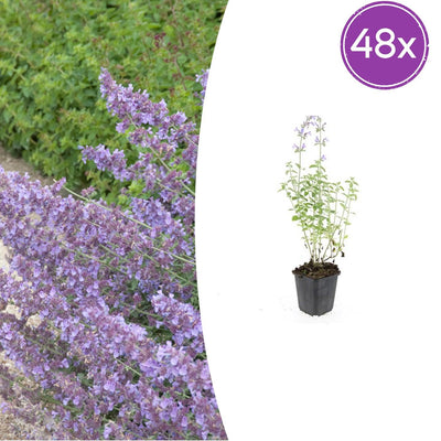 48x Nepeta 'Walker's Low' Lavendel-Katzenminze, 10-25cm, Ø9cm