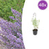 48x Nepeta 'Walker's Low' Lavendel-Katzenminze, 10-25cm, Ø9cm Bild 1