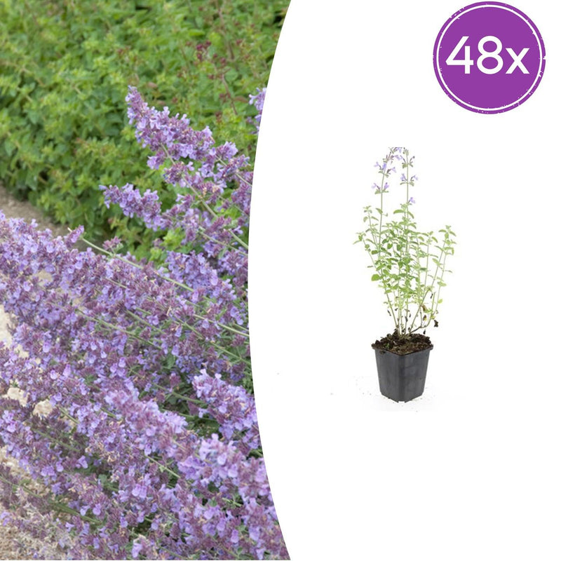 48x Nepeta 'Walker's Low' Lavendel-Katzenminze, 10-25cm, Ø9cm