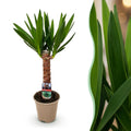 Green boutiQ - Zimmerpflanze - Yucca elephantipes - Yucca - Wenig Pflege - Grün - 1 - Topf 14cm - Höhe 55cm