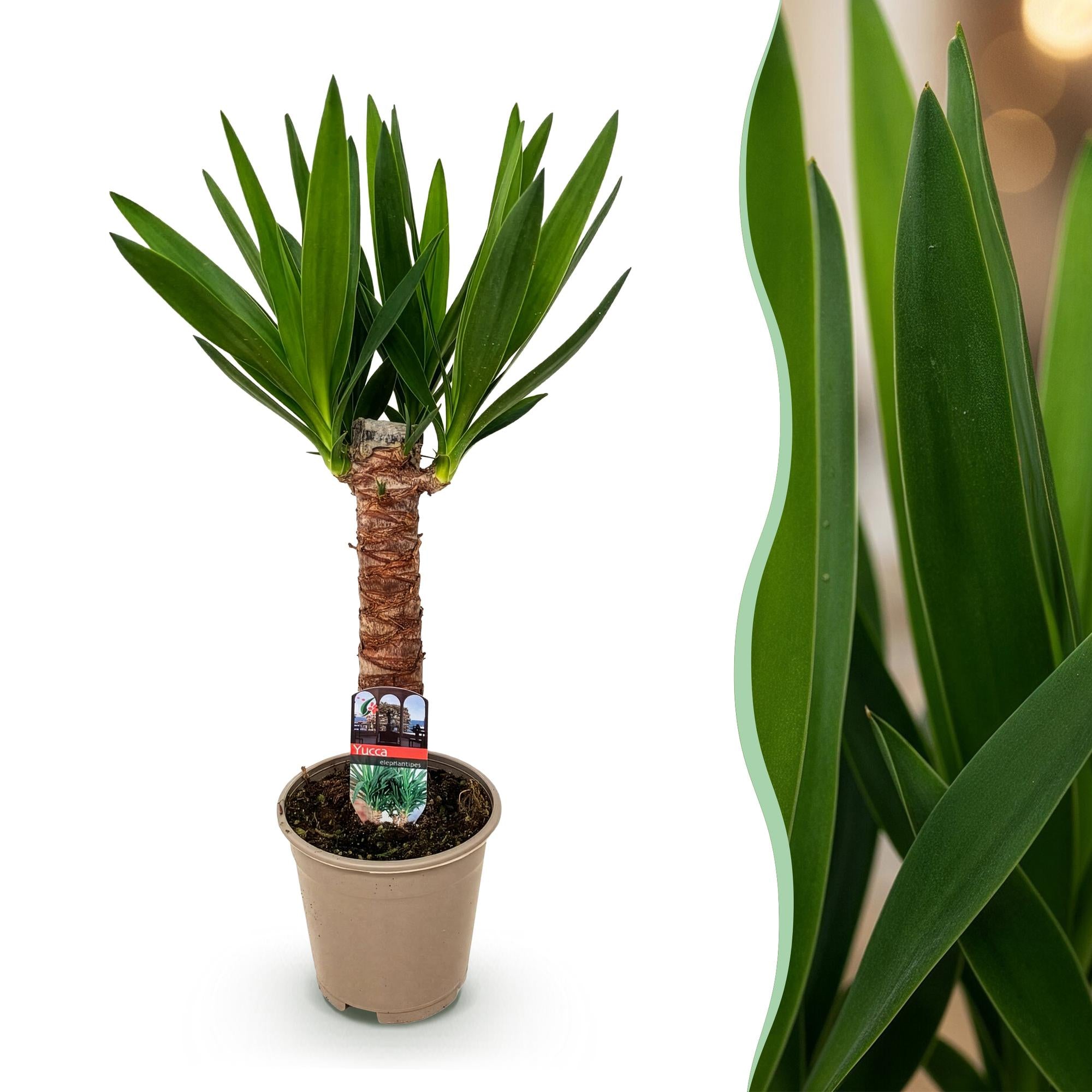 Green boutiQ - Zimmerpflanze - Yucca elephantipes - Yucca - Wenig Pflege - Grün - 1 - Topf 14cm - Höhe 55cm