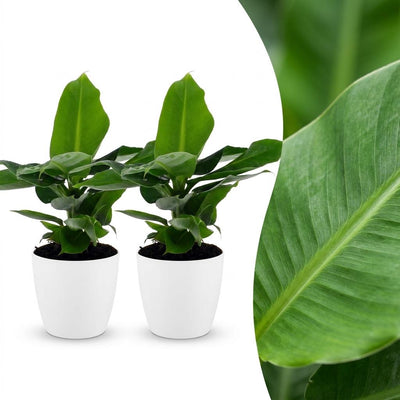 Green boutiQ - Musa Oriental Dwarf - Oriental Dwarf Banana - 2 plants - with white pot - pot 12cm - height - 30cm