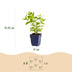 Green boutiQ - Perennial - Nepeta sib. Wild Orchid - Catnip - Bee and Butterfly Attractors - Pink - 12 Plants - Pot 11cm - Height 15-25cm Bild 3