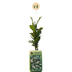 4x Sternjasmin (Trachelospermum jasminoides), weiß, Kletterpflanze, Ø9cm, ↕35cm Bild 2