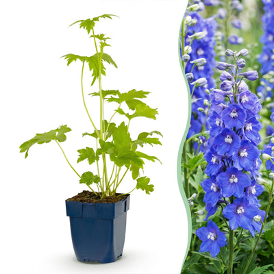 Green boutiQ - Perennial - Delphinium (P) Blue Bird - Larkspur - Bee and Butterfly Attractors - Blue - 12 Plants - Pot 11cm - Height 15-25cm