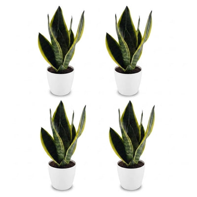Green boutiQ - Sansevieria Future Superb - Bogenhanf - 4 Pflanzen - mit Potter Weiß - Topf 12cm - Höhe - 35cm