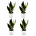 Green boutiQ - Sansevieria Future Superb - Bogenhanf - 4 Pflanzen - mit Potter Weiß - Topf 12cm - Höhe - 35cm Bild 2