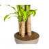 Dracaena Fragrans Massangeana Ø30cm - ↕170-190cm Bild 3