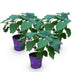 Hydrangea arborescens FlowerWOW: Winter-hardy Hydrangea, set of 3, 14cm pot Bild 2