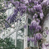 Wisteria Naga Noda (Wisteria) - Ø15cm - Climbing Plant Bild 5
