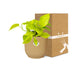 Epipremnum Pinnatum Golden Pothos in Topf ELHO 14cm gelb Bild 5