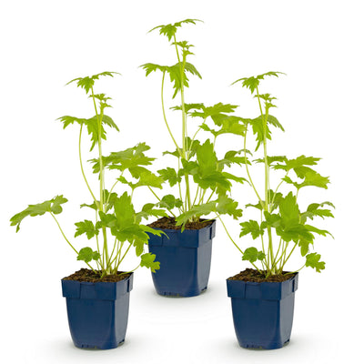 Green boutiQ - Perennial - Delphinium (P) Blue Bird - Larkspur - Bee and Butterfly Attractors - Blue - 3 Plants - Pot 11cm - Height 15-25cm