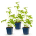 Green boutiQ - Perennial - Delphinium (P) Blue Bird - Larkspur - Bee and Butterfly Attractors - Blue - 3 Plants - Pot 11cm - Height 15-25cm Bild 2