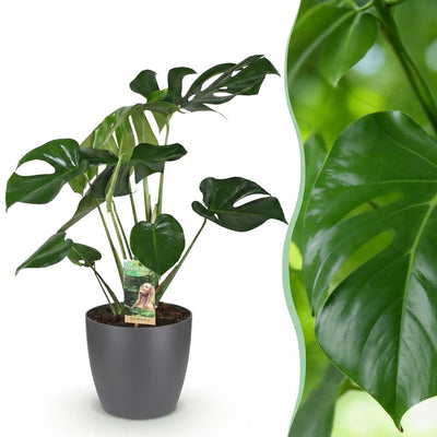 Monstera Deliciosa Fensterblatt: Pflegeleicht & Grün, Topf 21cm