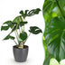 Monstera Deliciosa Fensterblatt: Pflegeleicht & Grün, Topf 21cm Bild 1