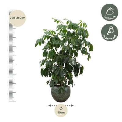 Schefflera Amate XL (220 cm, Ø45) - Tropische Strahlenaralie