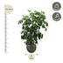 Schefflera Amate XL (220 cm, Ø45) - Tropische Strahlenaralie Bild 2