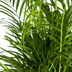 Dypsis Areca Lutescens (Goldpalme) Ø21cm, 100-120cm Bild 3