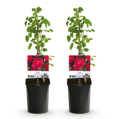 GreenboutiQ - Kletterrose - Rosa Paul Scarlet Climber - Blüte Rot - Wenig Pflege - 2 Pflanzen - Topf 11cm Höhe 40cm