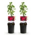 GreenboutiQ - Kletterrose - Rosa Paul Scarlet Climber - Blüte Rot - Wenig Pflege - 2 Pflanzen - Topf 11cm Höhe 40cm Bild 2
