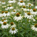 Green boutiQ - Stauden - Echinacea purp. Alba - Sonnenhut - Bienen- und Schmetterlingszieher - Weiß - 12 Pflanzen - Topf 11cm - Höhe 15-25cm Bild 5