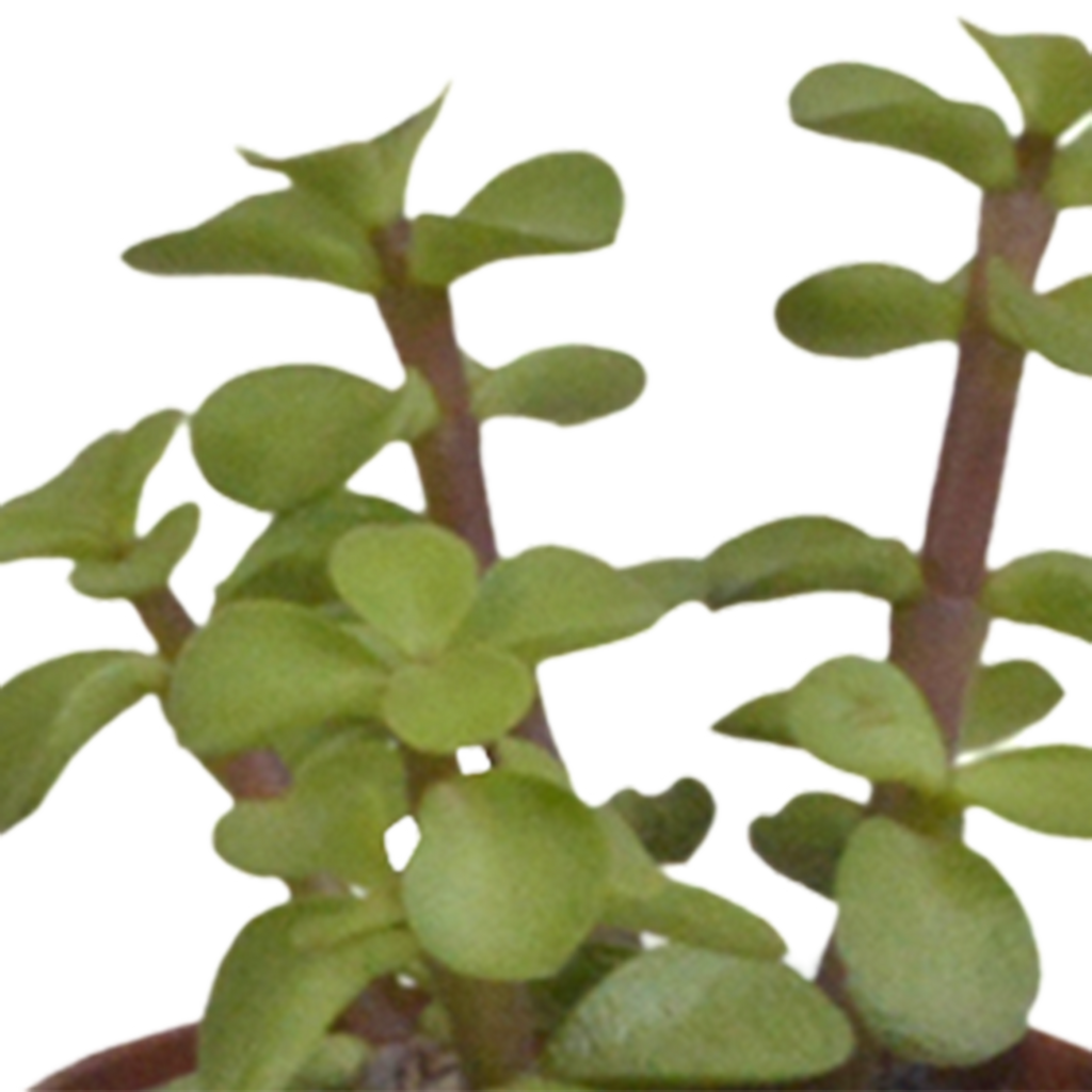 Vetplanten-Mischung 5,5 cm - 10x - zonder pot