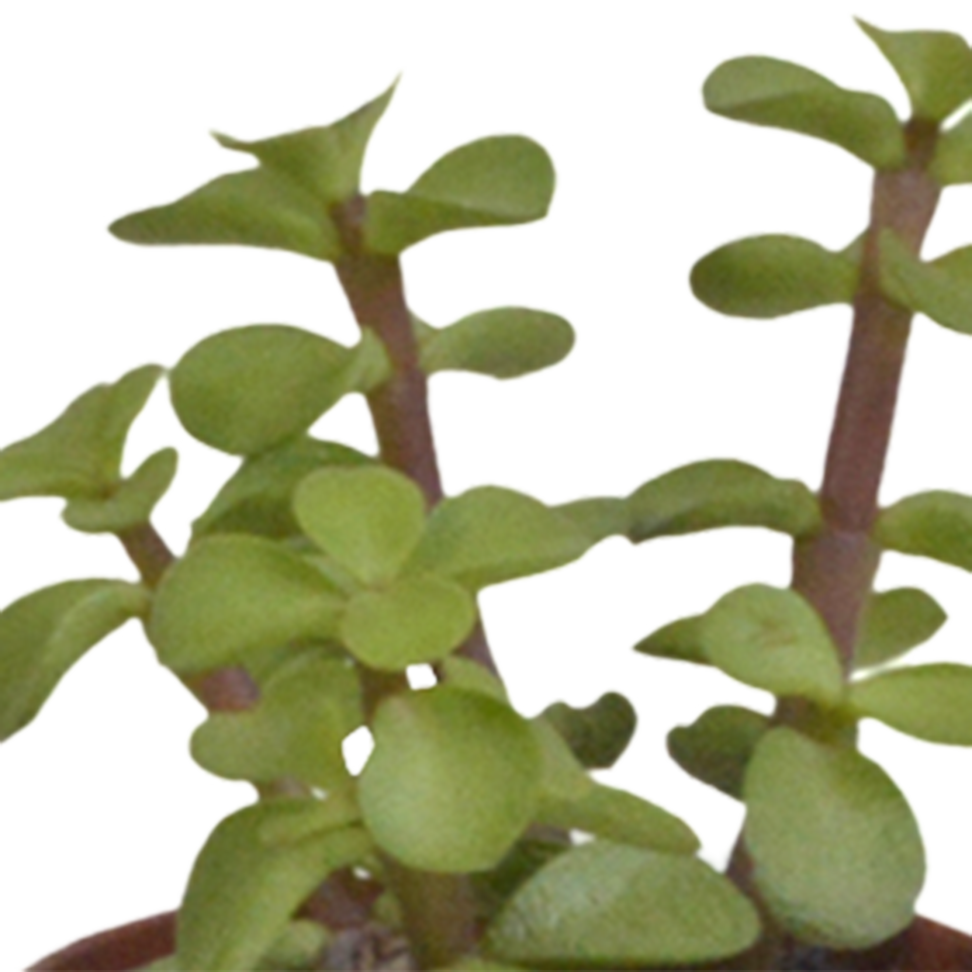 Vetplanten-Mischung 5,5 cm - 10x - zonder pot