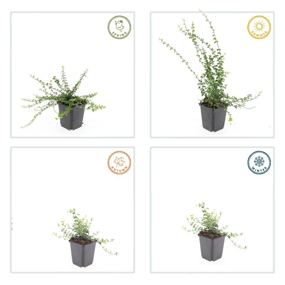 12x Euonymus fort. 'Minimus' - Bodendecker mit Herbstfärbung, 10-25cm