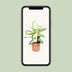 Dieffenbachia Camilla XL - 50cm - Ø17cm Topf Bild 5