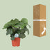 Calathea Orbifolia, elegant houseplant, Ø21cm, H65cm Bild 4