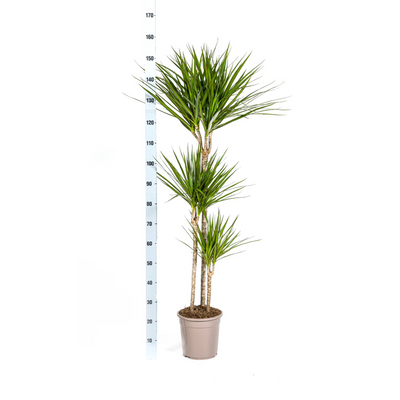 Dracaena Marginata Green mit Korb: Eleganz & pflegeleicht (130-150cm)