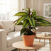 Calathea Majestica Princeps – 14cm Topf, 45cm hoch Bild 3