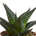 Gasteria/Haworthia Mischung 5er Set im Terrakotta-Topf, 5,5cm Bild 3