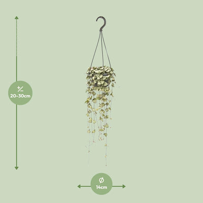 Ceropegia Woodii Hängepflanze im 14cm Topf - 50cm