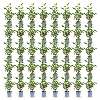 Green boutiQ - 40x Prunus lusitanica Angustifolia - Portugiesischer Lorbeer - Heckenpflanzen - Immergrün - Grün - Topf 9cm - Höhe 25-35cm