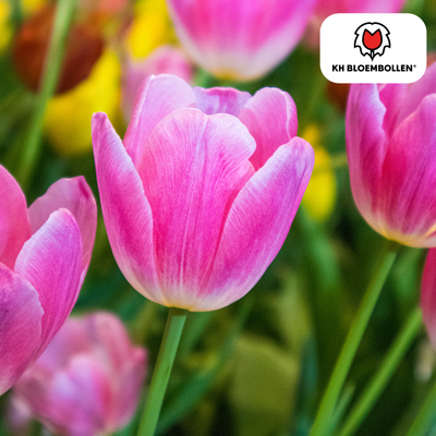 Dynasty Tulpenzwiebeln - 20 Stück KH Bloembollen® Rosa Tulp