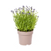 10er Spar-Bundle: 5x Lavendel angustifolia (Echter Lavendel) & 5x Zebra Gras 'Strictus' - Beet-Pflanzen Set - 40-60cm (19cm & 23cm Topf) Bild 8