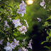 Clematis Blue Angel Climbing Plant - 2 Plants, 11cm Pot Bild 6
