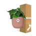 Philodendron Scandens im rosa ELHO Vibes Topf (14 cm) Bild 4