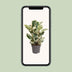 Ficus Elastica Tineke Gummibaum, Ø27cm, ↕100cm, Mehrfarbig Bild 5