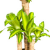 Dracaena Fragrans Massangeana mit Topf Ø21cm, ↕90-110cm Bild 4