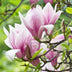 Magnolia George Henry Kern - 3 Pflanzen, rosa Blüten, pflegeleicht Bild 4
