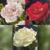 GreenboutiQ Kletterrose Rosa Tricolour, 3 Pflanzen, 40cm, 11cm Topf Bild 5
