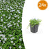 24x Isotoma fluviatilis 'Alba' - Bodendecker mit weißen Blüten Bild 1