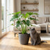 Philodendron Lacerum Houseplant with Pot 65cm Bild 5