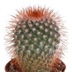 10x Cactus Mix 5.5 cm - Variety from the Grower Bild 5