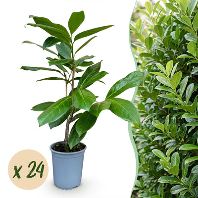 Green boutiQ - 24x Prunus laur. Rotundifolia - Lorbeer-Kirsche - Heckenpflanzen - Immergrün - Grün - Topf 9cm - Höhe 25-35cm