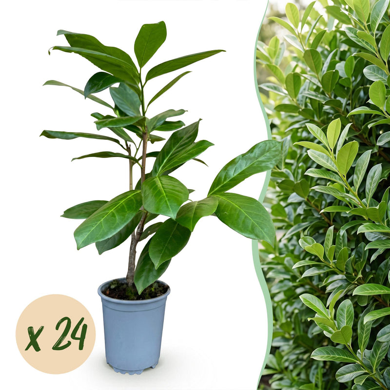 Green boutiQ - 24x Prunus laur. Rotundifolia - Lorbeer-Kirsche - Heckenpflanzen - Immergrün - Grün - Topf 9cm - Höhe 25-35cm