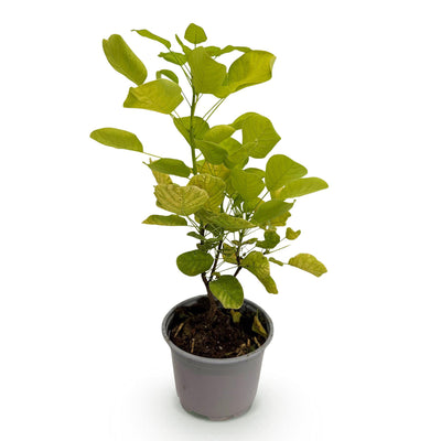 Cotinus coggygria Golden Spirit - Gelb, pflegeleicht, 12cm Topf